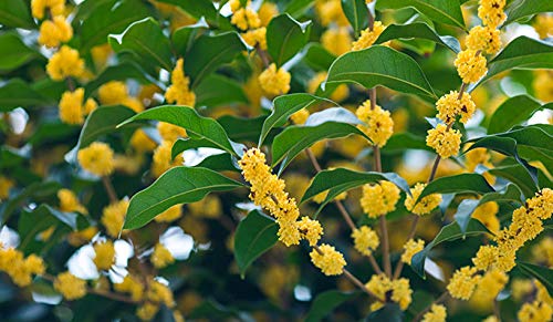 TooGet Fragrant Osmanthus Fragrans Herb Loose Leaf Tea 100% Natural Dried Osmanthus Flower Herbal Tea Top Grade - 4 OZ