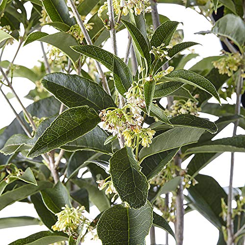 2.25 Gal. Tea Olive Osmanthus