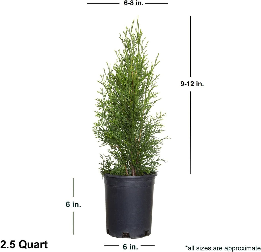 2.5 Qt - Emerald Green Arborvitae (Thuja Occidentalis), Large Evergreen Shrub/Tree