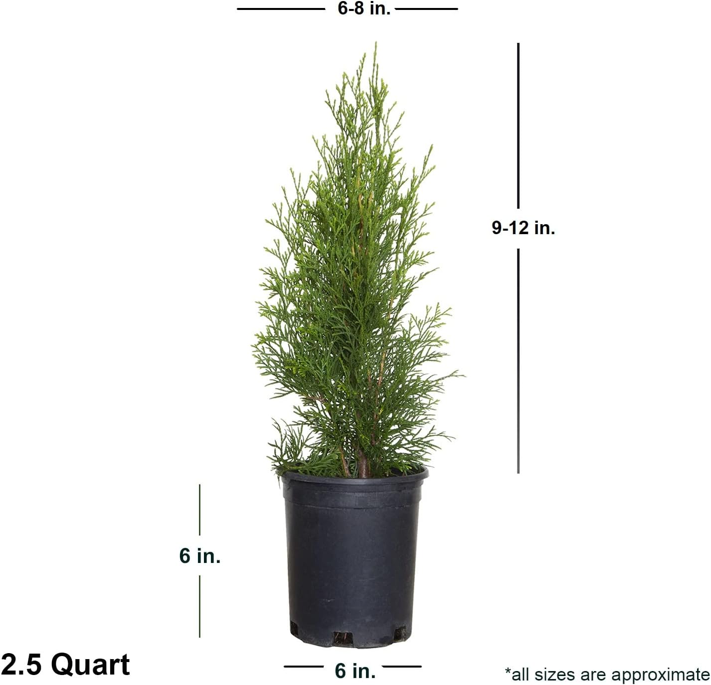 2.5 Qt - Emerald Green Arborvitae (Thuja Occidentalis), Large Evergreen Shrub/Tree
