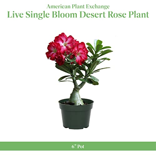 American Plant Exchange Live Single Bloom Desert Rose Plant, Indoor Plant with Pink Flowers, Plant Pot for Home and Garden Decor, 5" Pot